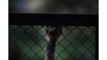 Una avestruz mira a través del alambre tejido