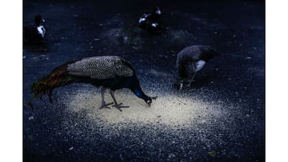 Pavos Reales se alimentan de granos molidos