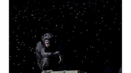 Un chimpancé observa como un trabajador tira puñados de granos en su recinto, en el antiguo zoológico de la ciudad ahora conocido como Eco Parque