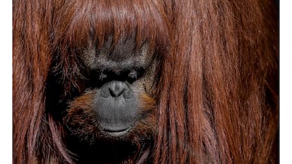 La orangután Sandra en su recinto