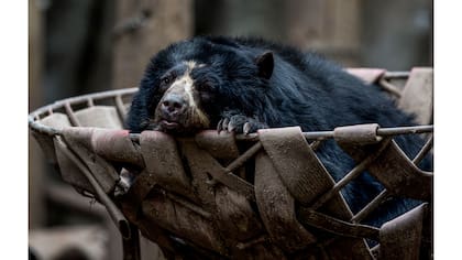 Un oso de anteojos reposa en una canasta