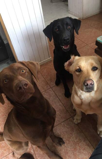 Zoe, Afra y Nirvana, las perras que conforman la manada de Jésica.