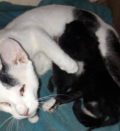 Zoe, la gatita ciega que ofició de nodriza.