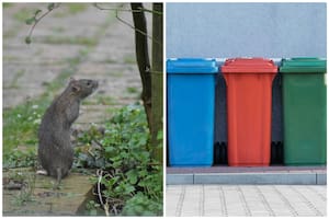 Es oficial: los contenedores que redujeron las ratas en Harlem llegan al Bronx, Queens y Staten Island