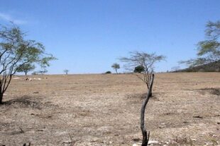Zona desertificada en el interior de Alagoas, donde el fenómeno afecta al 32,8% del territorio estatal