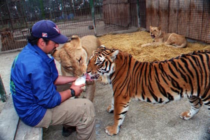 Un trabajador del zoo de Luján alimentando a los tigres y leones