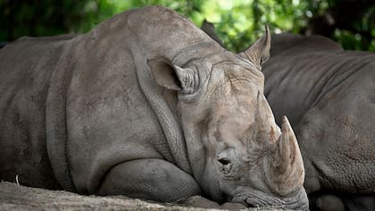 Zoo porteño: la promesa de terminar con el cautiverio de animales, en duda