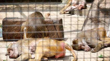 Zoo porteño: la promesa de terminar con el cautiverio de animales, en duda
