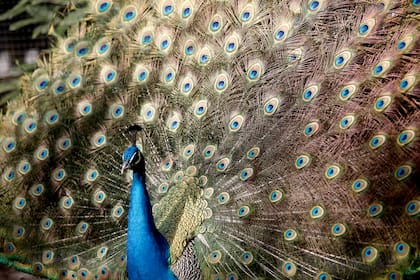 Pavo real