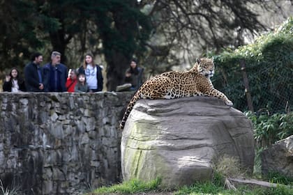 Un yaguareté todavía permanece en el lugar
