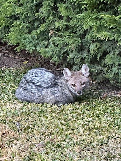 Zorros en Pilar del Este