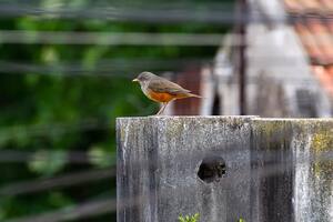 El aislamiento, una oportunidad para revincularse con la fauna urbana