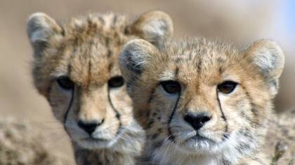 El comercio ilegal se ha visto incrementado por su estatus como ícono de la moda en los Estados del Golfo