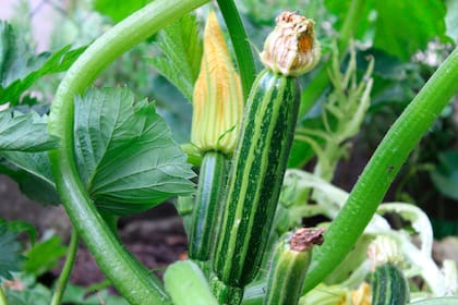 Según la variedad y las condiciones del cultivo, la cosecha de zucchini puede comenzar a los 80 días de la siembra.