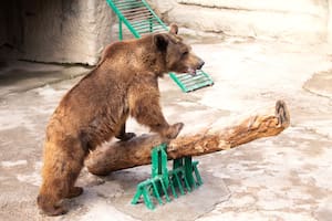 Una mujer lanzó a su hija de tres años a la jaula de los osos