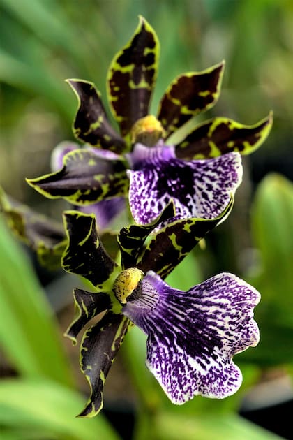 Zygopetalum florece entre otoño e invierno y sus flores duran entre 4 y 6 semanas