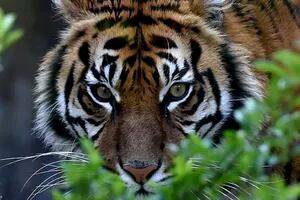 Un tigre se escapó y hay terror en Nepal: ya hubo más de 10 muertes por los ataques