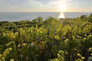 La pela entre Italia y Croacia por el nombre de un vino con casi 500 años de historia