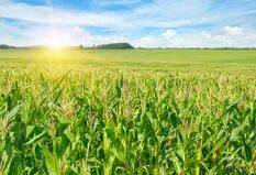 ¿Los cortes de luz se terminan con el maíz y el biogás?