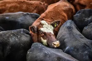 Nueva suba del precio de los novillos en el Mercado Agroganadero de Cañuelas