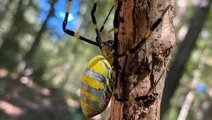 La araña Joro de destaca por su tamaño y colorido (Crédito: Vandal Random)
