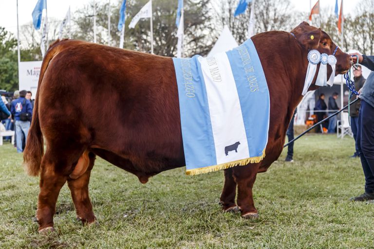 Un toro Angus colorado se llevó el premio mayor en la Exposición Nacional de Primavera