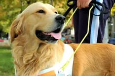 La emocionante historia del perro labrador que salvó la vida de un hombre ciego en las Torres Gemelas