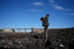 ¿Qué falló en Uruguay para quedarse sin agua potable teniendo el río más ancho del mundo?