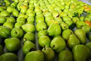 Dólar fruta: vuelve el reclamo de los productores de peras y manzanas para evitar “quebrantos”