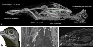 Distintas imágenes del ave de rapiña momificada que formó parte del estudio