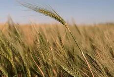 Ante el riesgo político que enfrenta el trigo, muchos productores optarán por la cebada