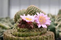 ¿Cuánto tiempo duran las flores del cactus?