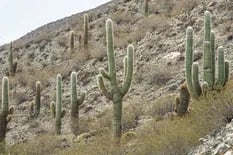Diminutos o gigantes: los cactus más grandes y más pequeños de la Argentina