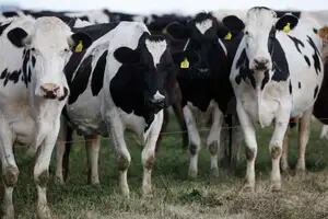 Cómo es la selección para tener vacas cuya leche no produce trastornos digestivos