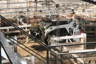 Más de un centenar de vacas murieron por el calor el martes en el Mercado de Liniers, en Buenos Aires 