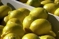 Alarma por la aparición del vector del "cáncer del limón"