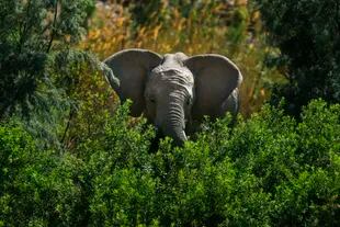 Un elefante del desierto es fotografiado en Kaokoland cerca de Puros, en el norte de Namibia, en el Parque Nacional Kruger, Sudáfrica, en esta foto de archivo del 6 de agosto de 2013
