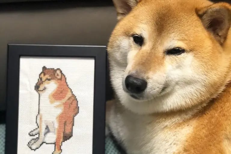 Paltze, the popular dog who took social media by storm with stickers and memes, has died