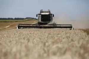 Alertan sobre importantes retrasos en la cosecha de trigo y cebada