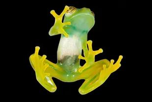 Espadarana es un género de anfibios anuros de la familia de las ranas de cristal