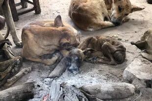 Perros desnutridos agolpados alrededor del fuego, una imagen que se repite en todos los hogares