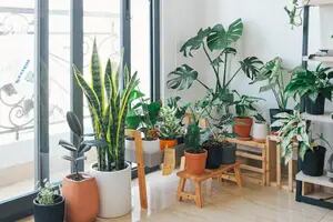 Los dos tipos de plantas de interior que requieren pocos cuidados para vivir a pleno