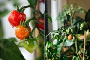 Los tomates cherry son ideales para cultivar en macetas porque su desarrollo es más compacto que otras variedades de tomate.