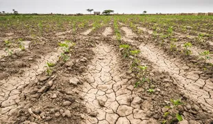 Una imagen que refleja la sequía en los lotes cultivados. Aire de Santa Fe