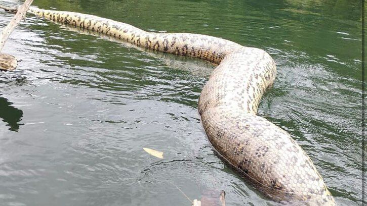 La anaconda verde habría sido asesinada a tiros por un grupo de cazadores