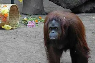 La Justicia ordenó investigar si en el Zoo porteño maltratan a la orangutana Sandra