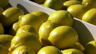 Los limones regresan a EE.UU.