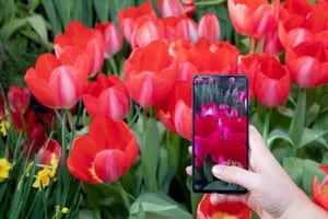 Cuidado con las apps para identificar plantas con fotos: no son tan efectivas como dicen