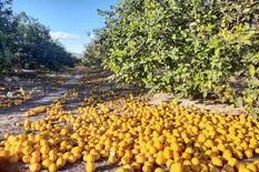 Se perderán 260.000 toneladas de limones y lo atribuyen a un explosivo combo