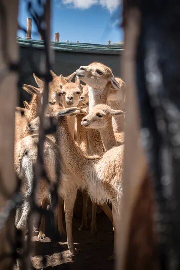 El Chaku es el antiguo método de captura y esquila de vicuñas silvestres que, en 2014, se reactivó en los pueblos puneños de Jujuy. El arreo y encierro se realiza con tiras y banderines fabricados los días previos. (Paraje Ciénega Grande, Jujuy).